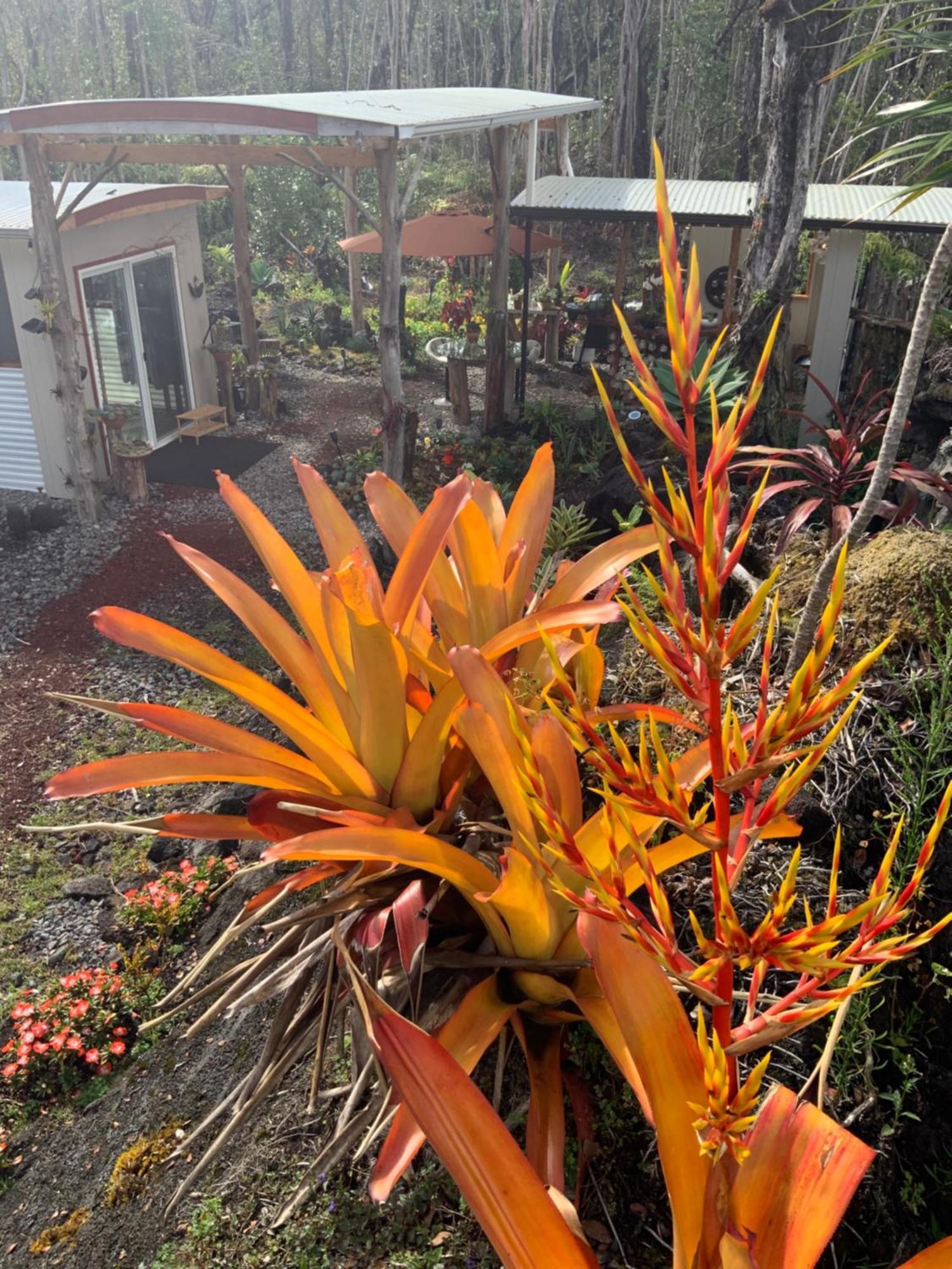 Exotic Garden Cottage At Amazing Volcano Fissure Mountain View Exteriér fotografie
